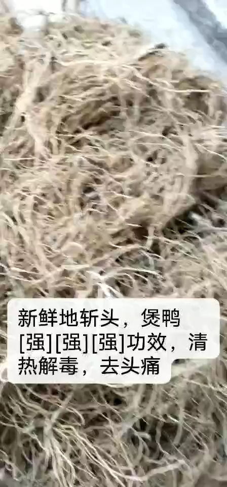 新鲜地斩头,煲鸭[强][强][强]功效,清热解毒,去头痛