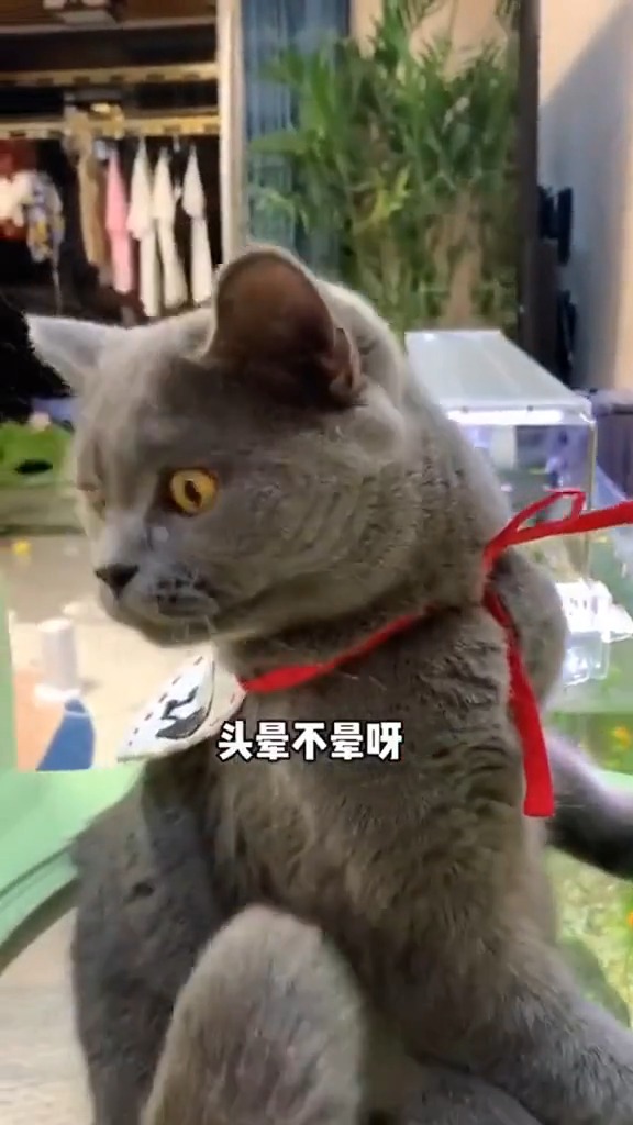 和网红猫王泡芙做邻居是什么体验来感受下