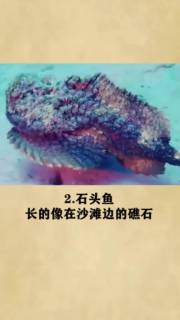 动物海洋生物蓝环章鱼僧帽水母科普抗糖宇宙空间站治愈动物下辈子一定要注意它们哦