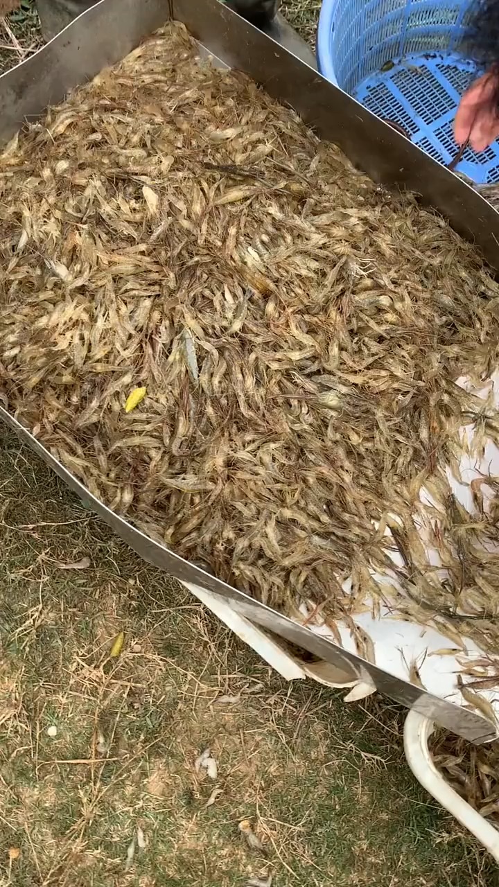 野生小河虾
