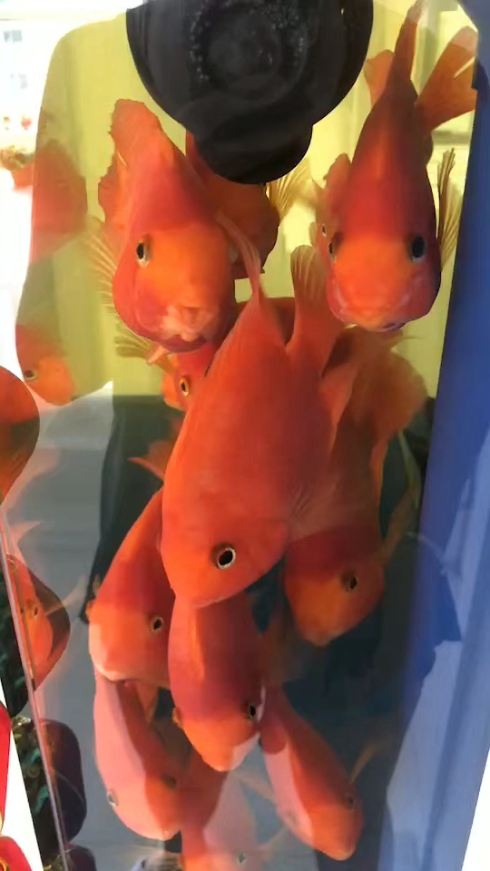 小鱼游啊游!