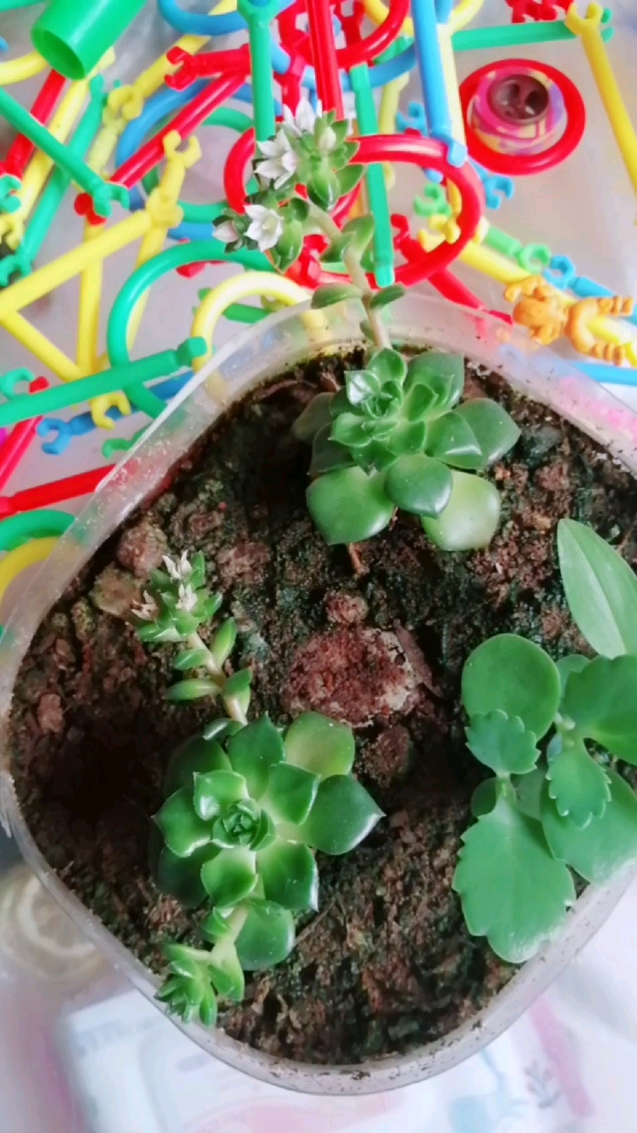 多肉开花了