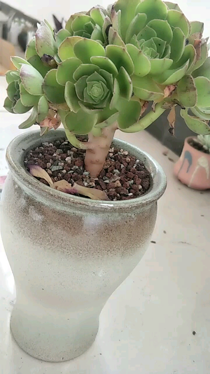 沙拉碗