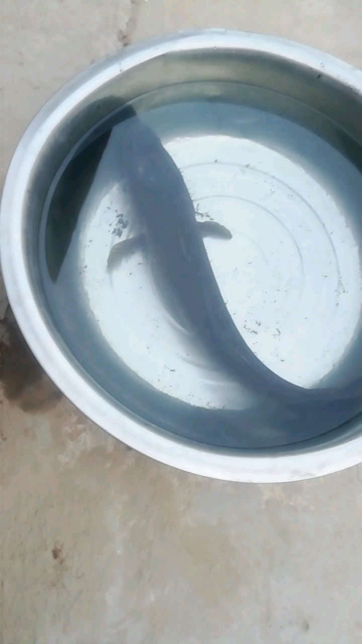 野生大黑鱼
