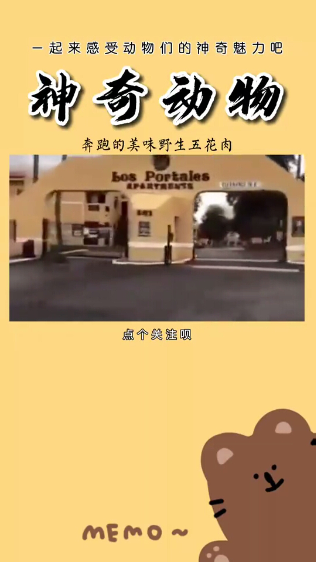 奔跑的美味野生五花肉