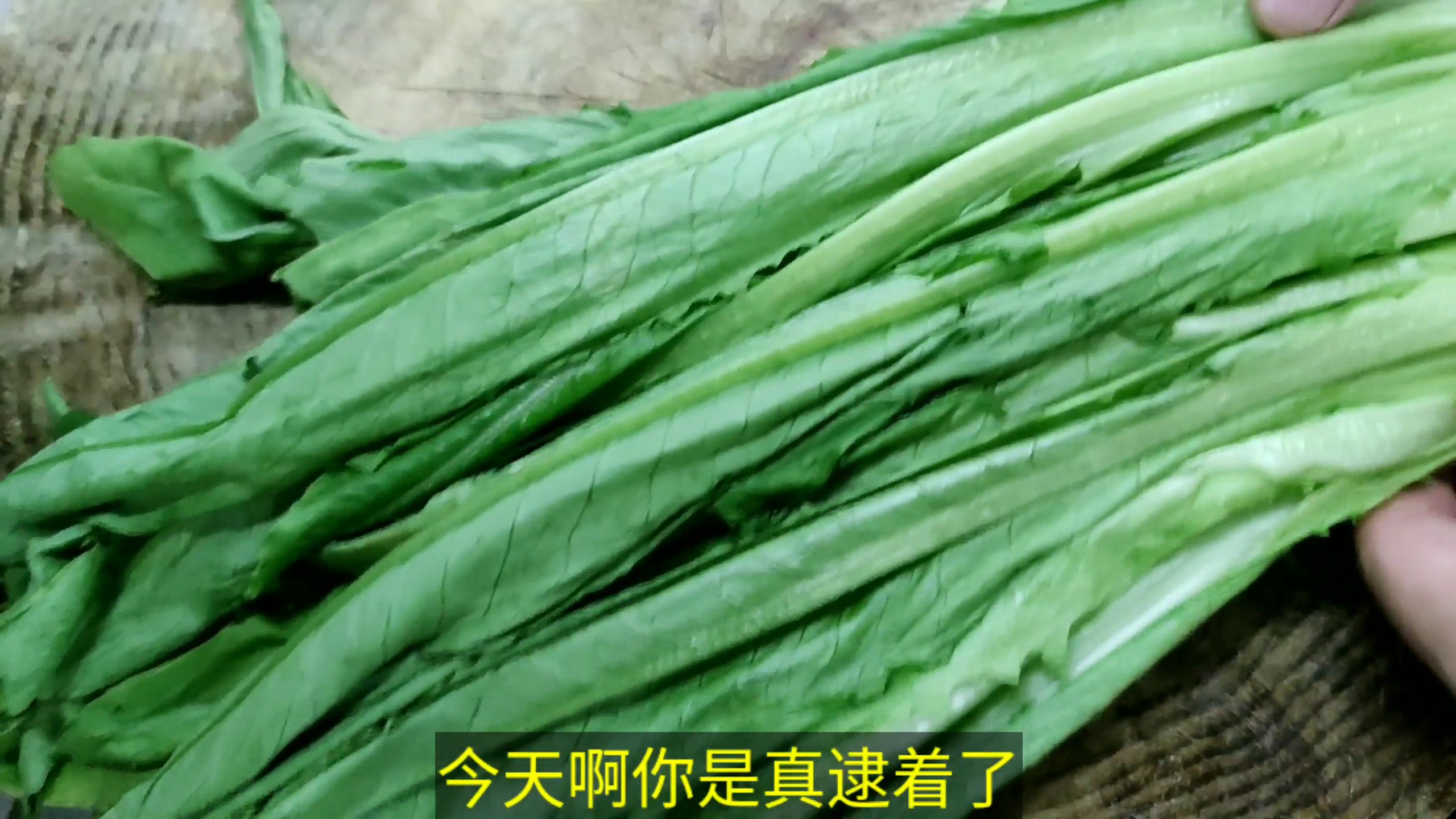 #美食#炒青菜还属广东大厨专业,干净利落,这老板得花多少钱请的呀