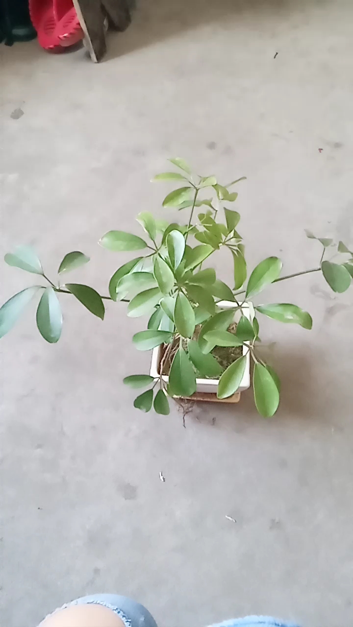 猜猜这是什么花