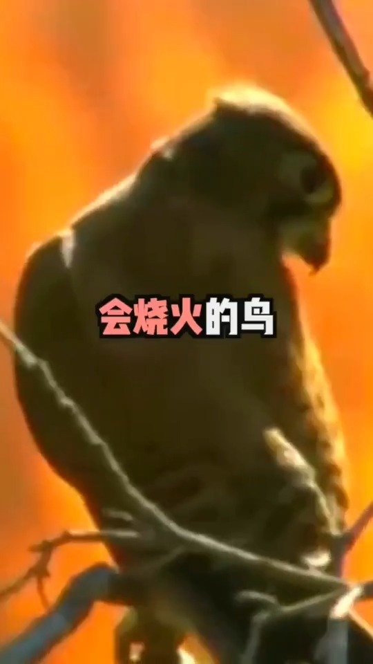 世界上会烧火的鸟,澳洲山火难灭的原因找到了!
