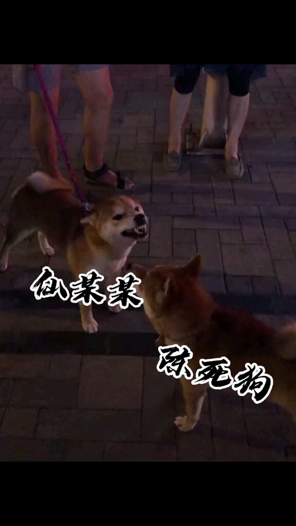 九菜盒子仙某某陈死狗
