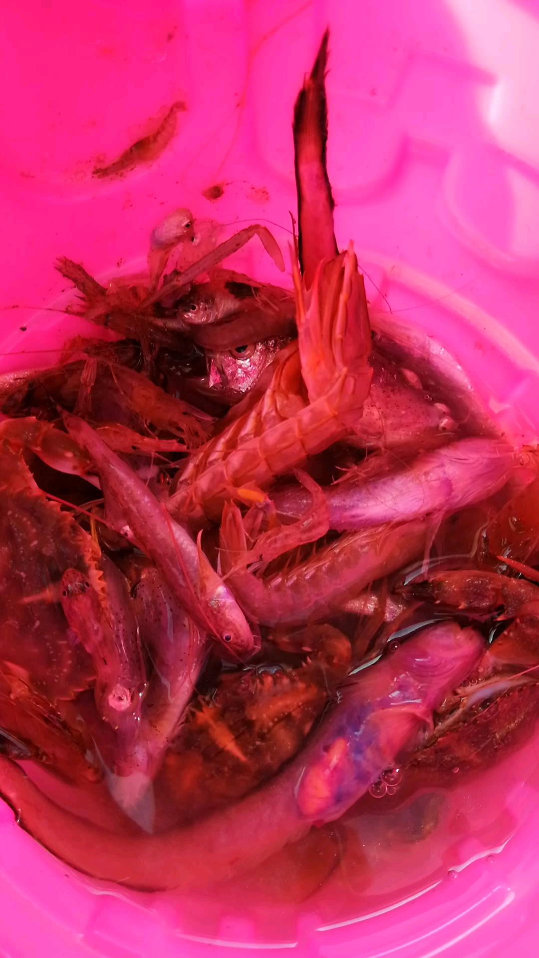 我才分到了这么小半桶点海货:皮皮虾,海螃蟹,大对虾,还有那个什么什么鱼?