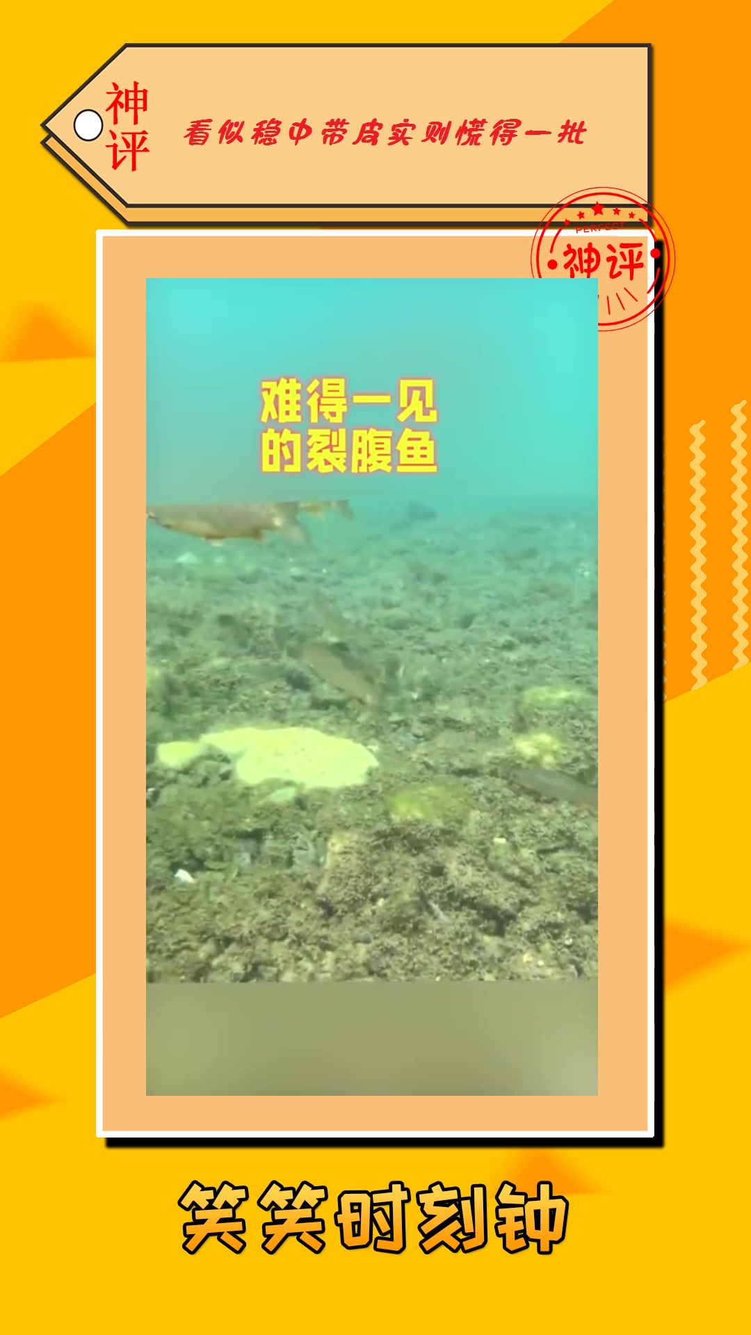 #我要上热门#难得一见的裂腹鱼,国家二级保护动物,真是不虚此行