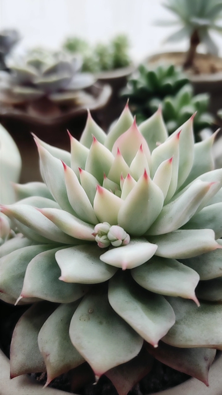 tp应该是季节锦