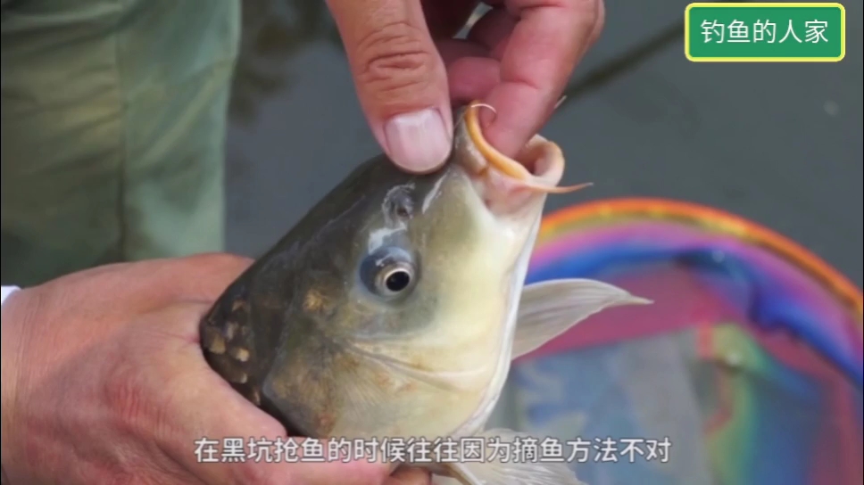 飞磕钓法,将上钩的鱼瞬间飞出水面,是最节约时间的钓鱼技巧