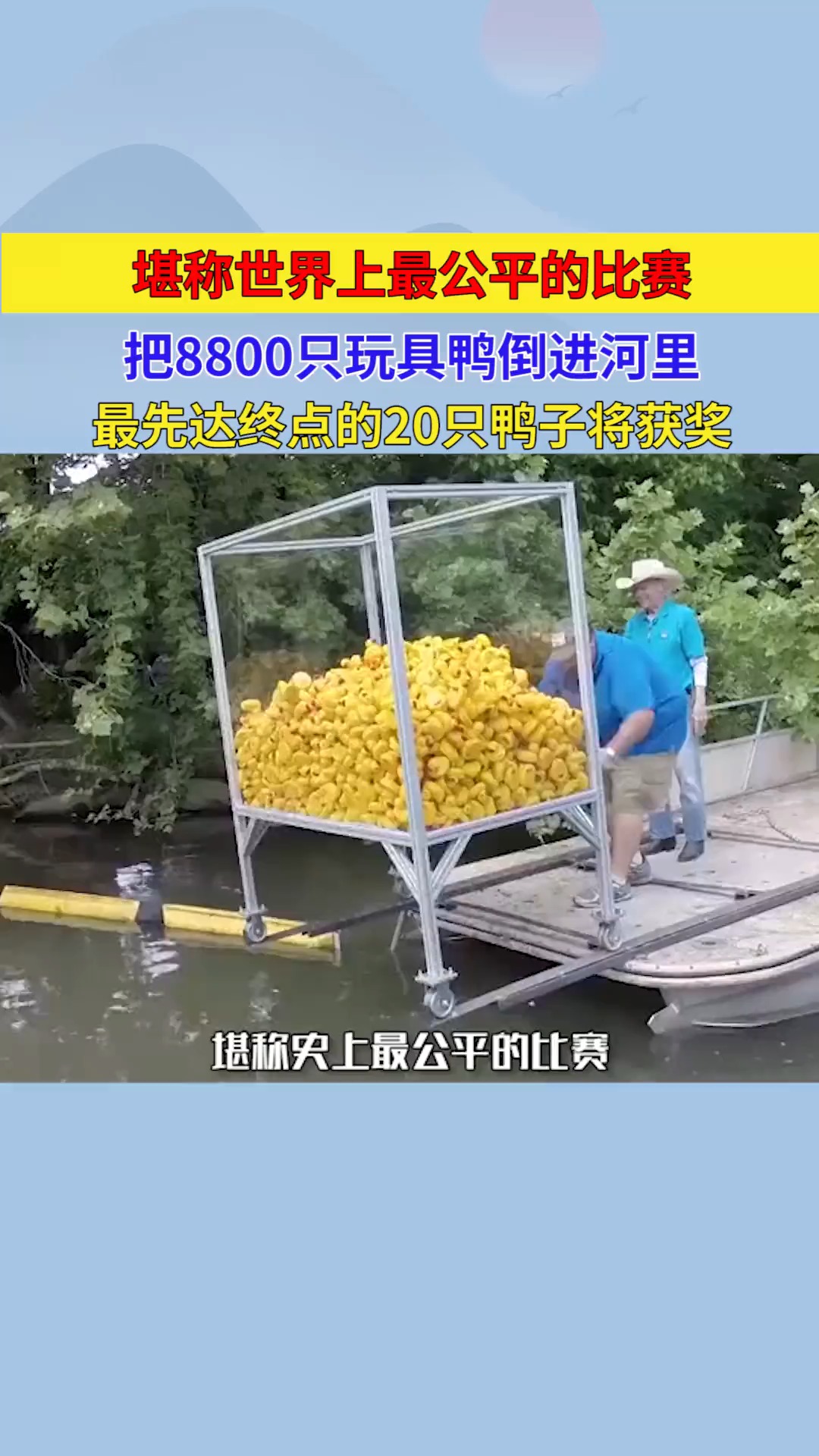 堪称世界上最公平的比赛,把8800只玩具鸭倒进河里,最先达终点的20只鸭子将获奖
