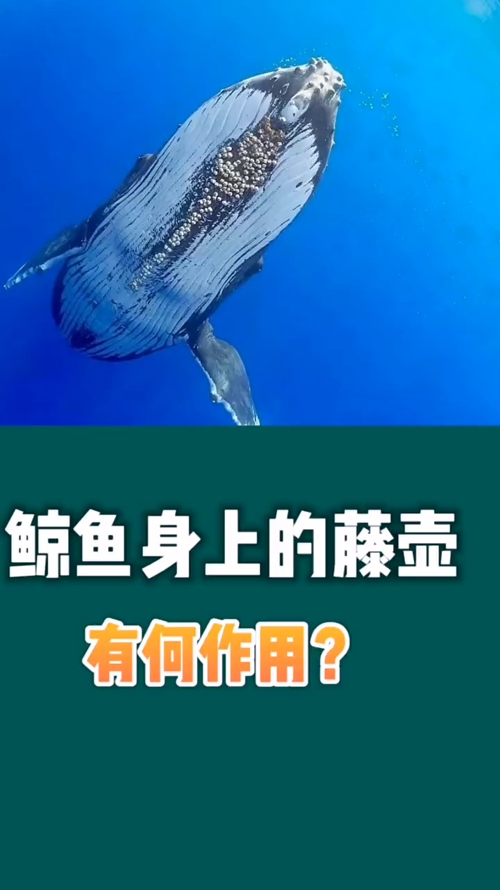 #冷知识#鲸鱼身上的藤壶!