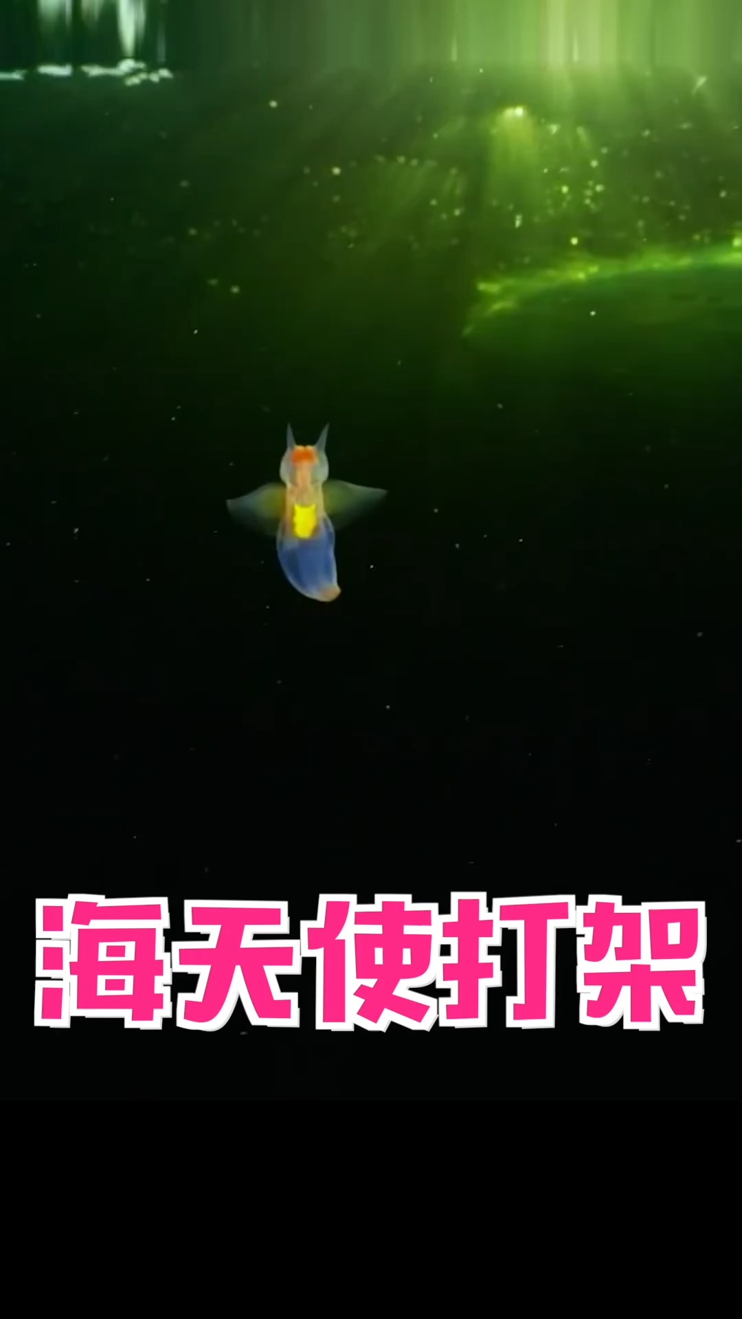 #小视频夏日记#惊艳的裸海蝶,究竟是海洋中的天使还是魔鬼?
