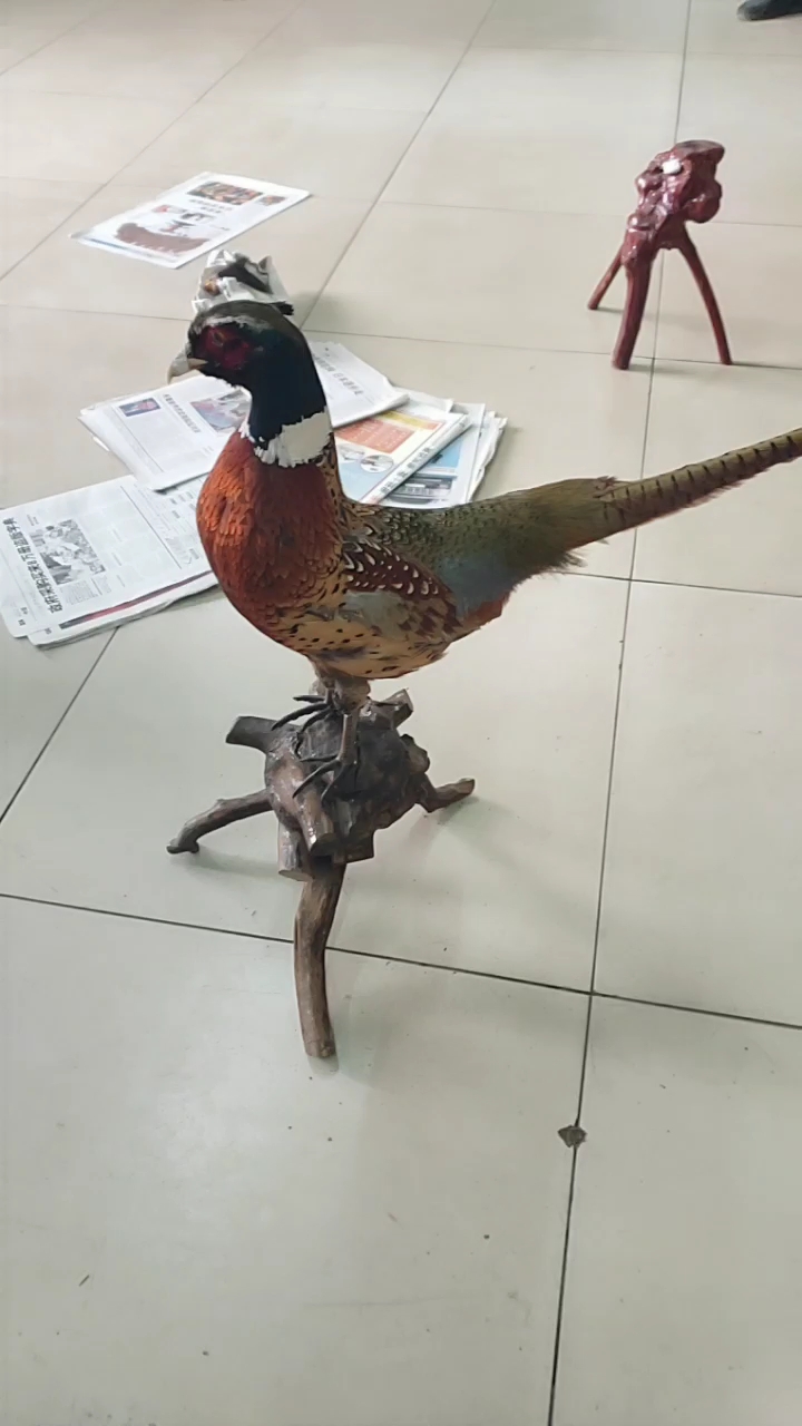 七彩山鸡标本