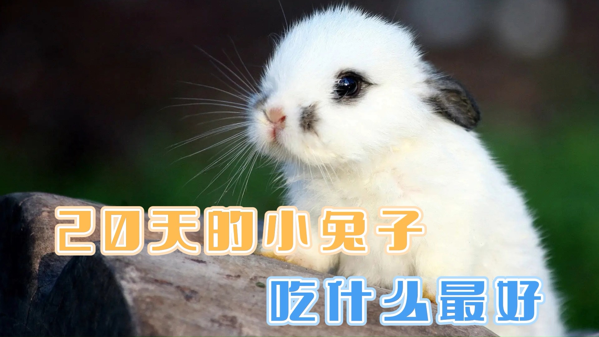 20天的小兔子吃什么最好