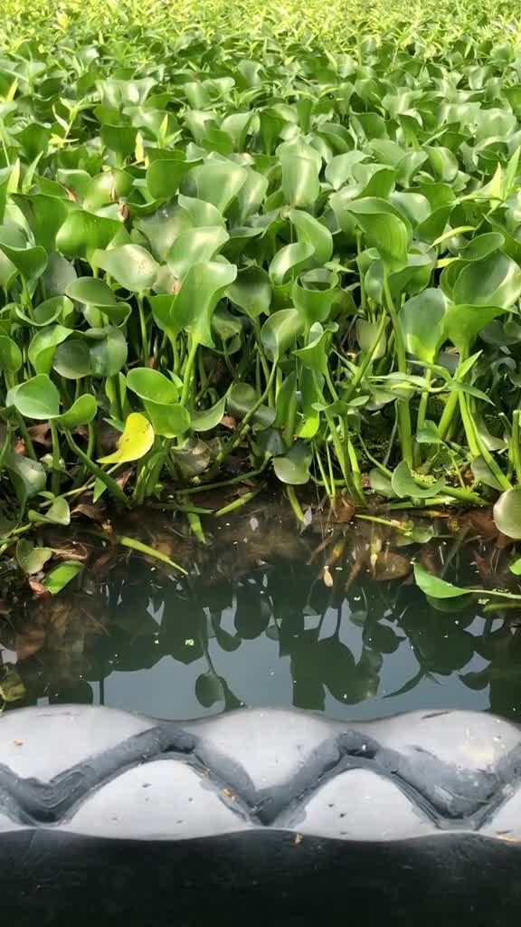 钓鱼全程实拍,野生鳊鱼,在韩江头一次钓到这么大个头的!