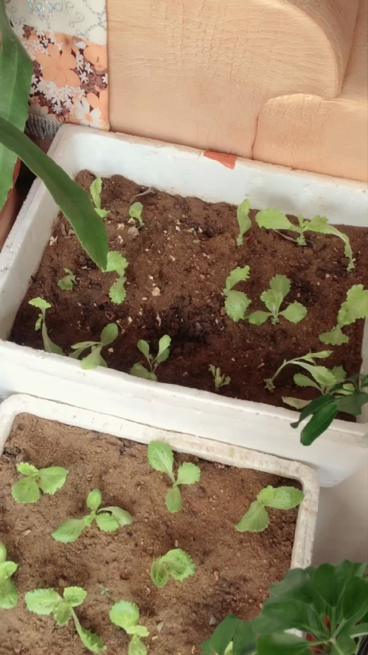 绿色小生菜