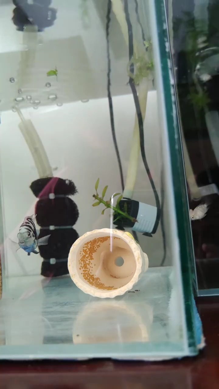 完犊子了!不想让迷你鹦鹉鱼再生公母分缸了,没成想母鱼缸混进了一条公的!