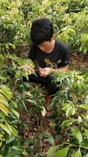 嫁接无核荔枝苗,有荔枝苗出售