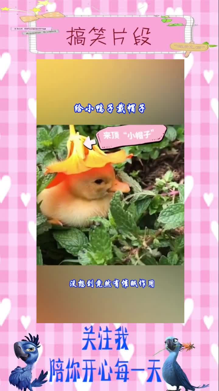 给小鸭子戴帽子,没想到竟然有催眠作用,搞笑视频