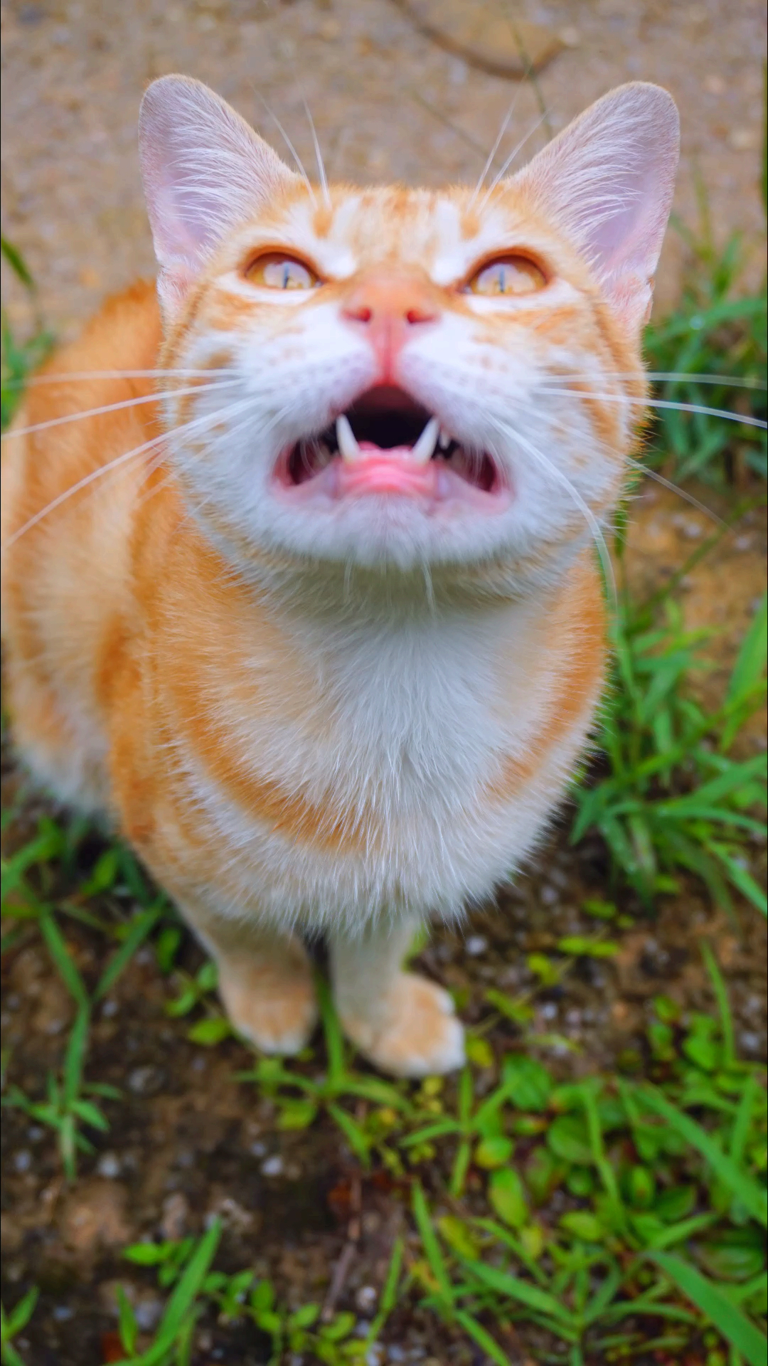 菠萝:现在小黄鸭不会天天吵我了;但是我的小猫咪看见我就叫个不停....耳朵都听烦