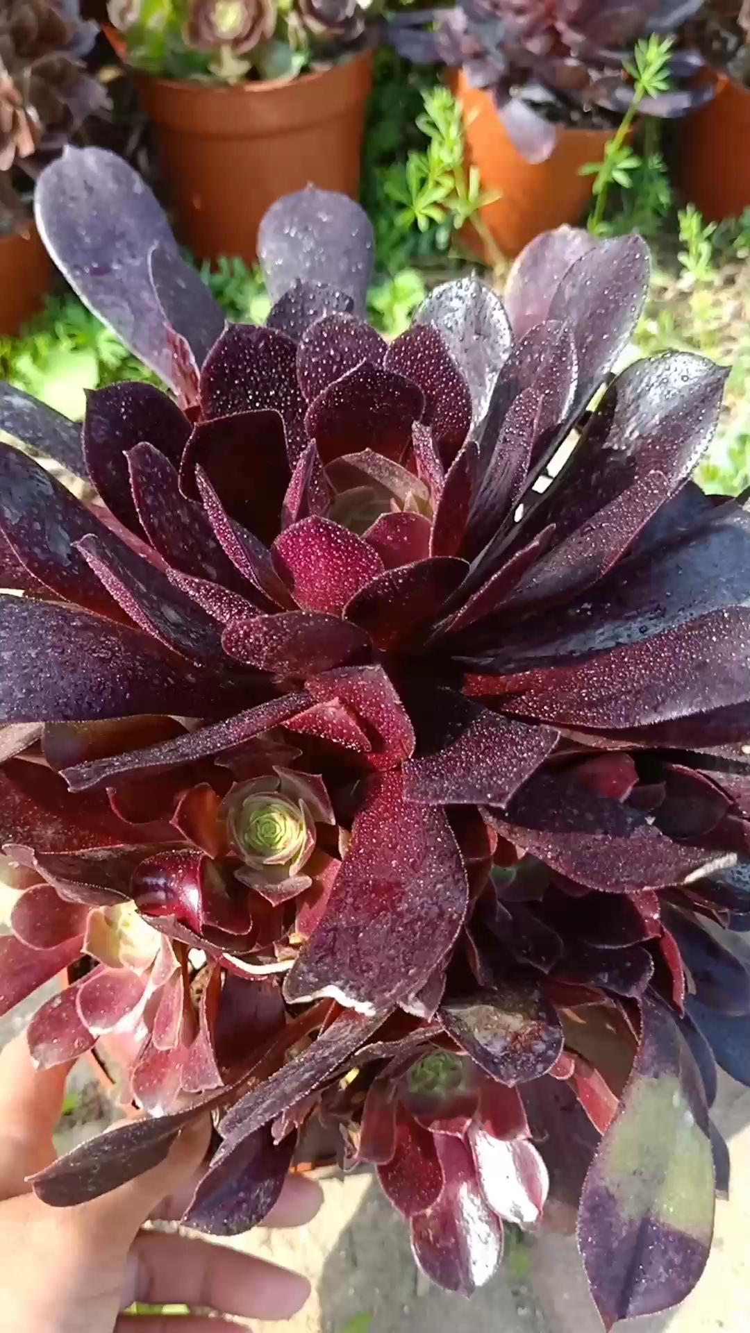 欧紫法师