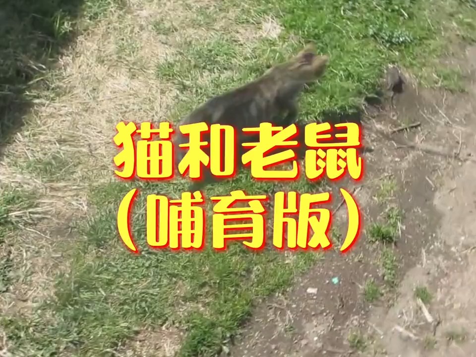 #动物世界#猫#老鼠猫抓老鼠为什么还要吃掉?
