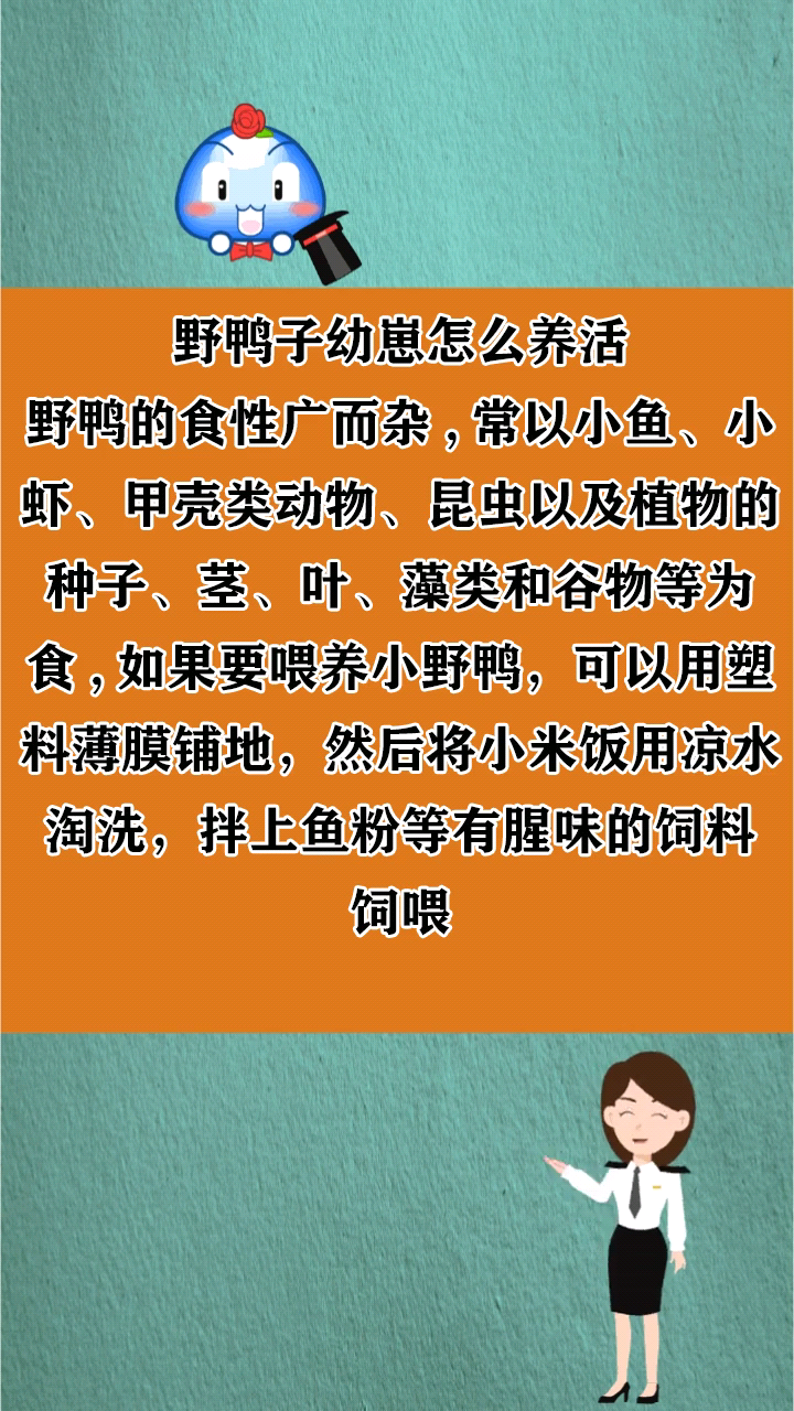 野鸭子幼崽怎么养活
