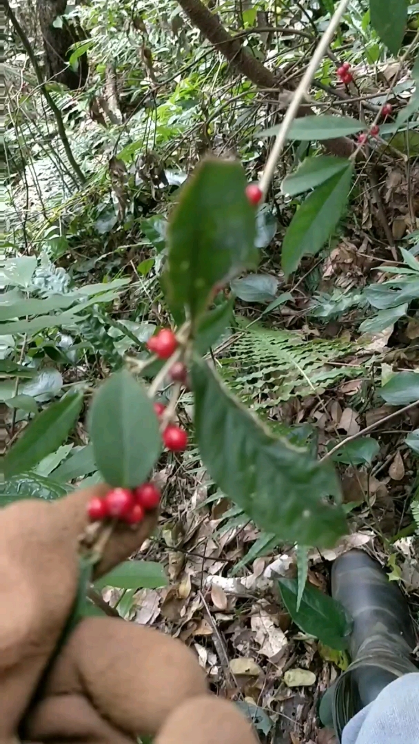 鸡筋参,别名黄鸡胖,补养气血,收敛止血。用于妇女血崩,肠风下血,体弱血虚的功效
