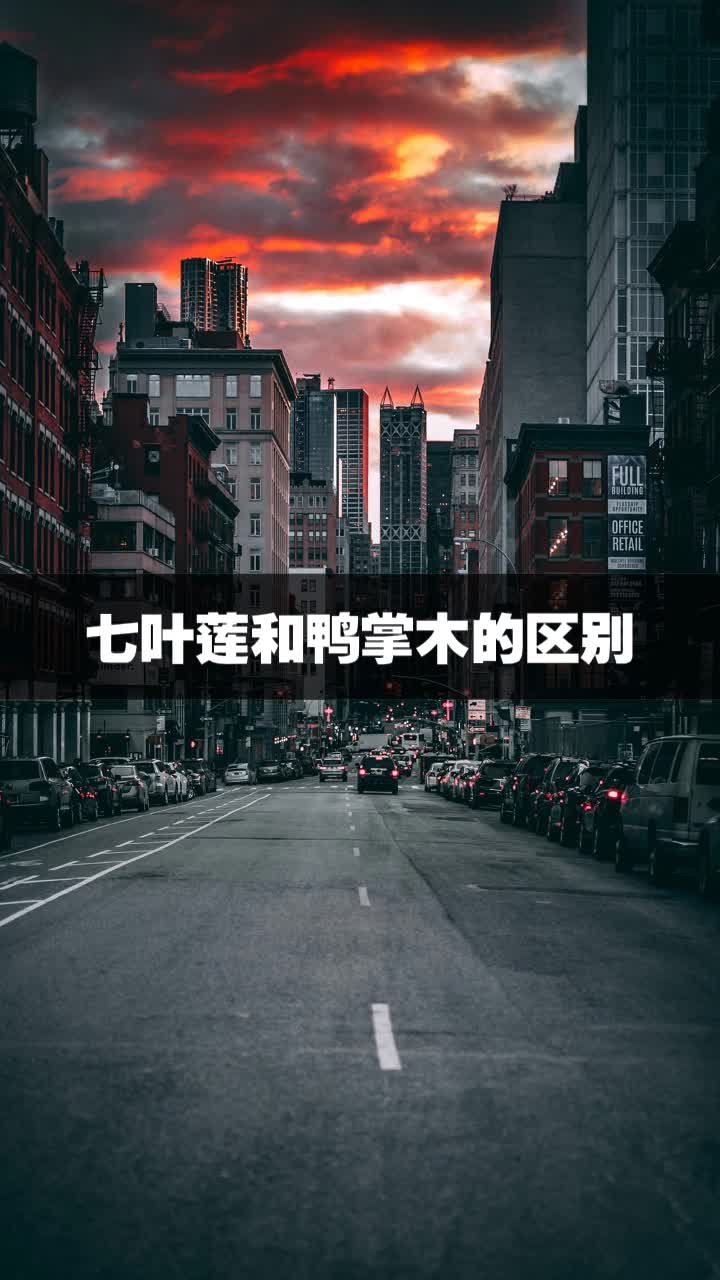 七叶莲和鸭掌木的区别