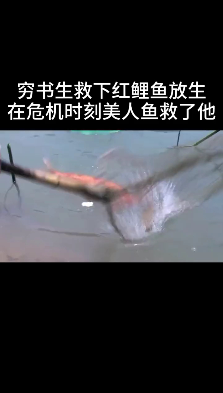 穷书生救下红鲤鱼放生在危机时刻美人鱼救了他