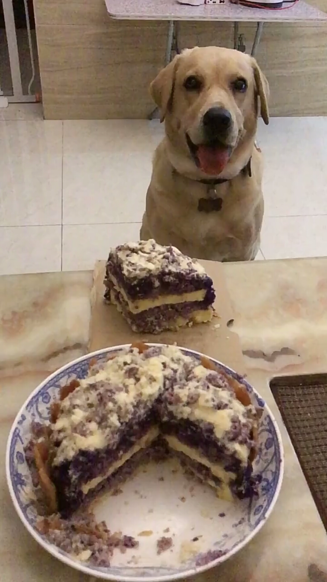 #我要上热门#拉布拉多犬吃生日蛋糕