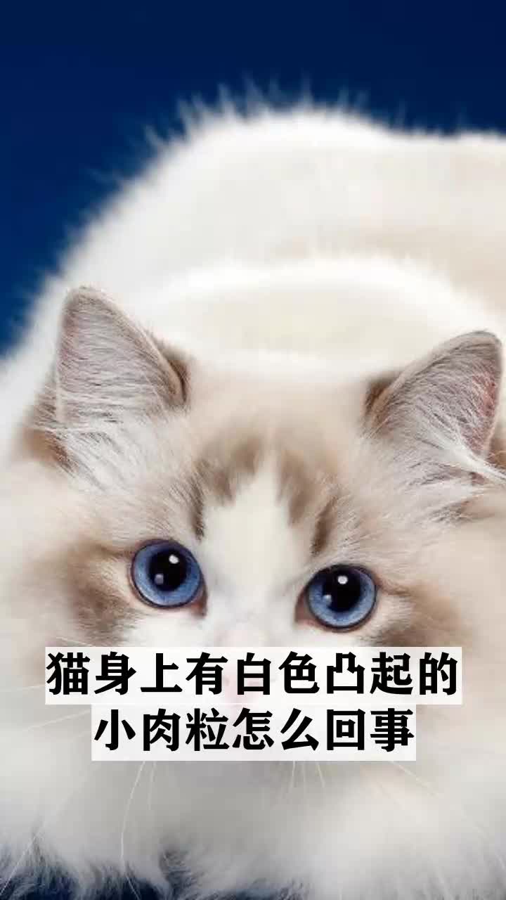 猫身上有白色凸起的小肉粒怎么回事