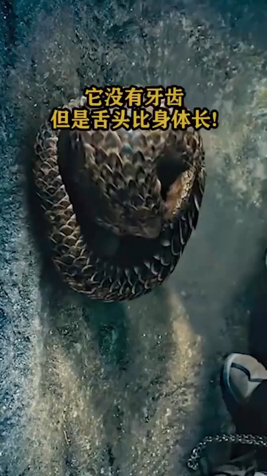 它没有牙齿,但是舌头比身体长!