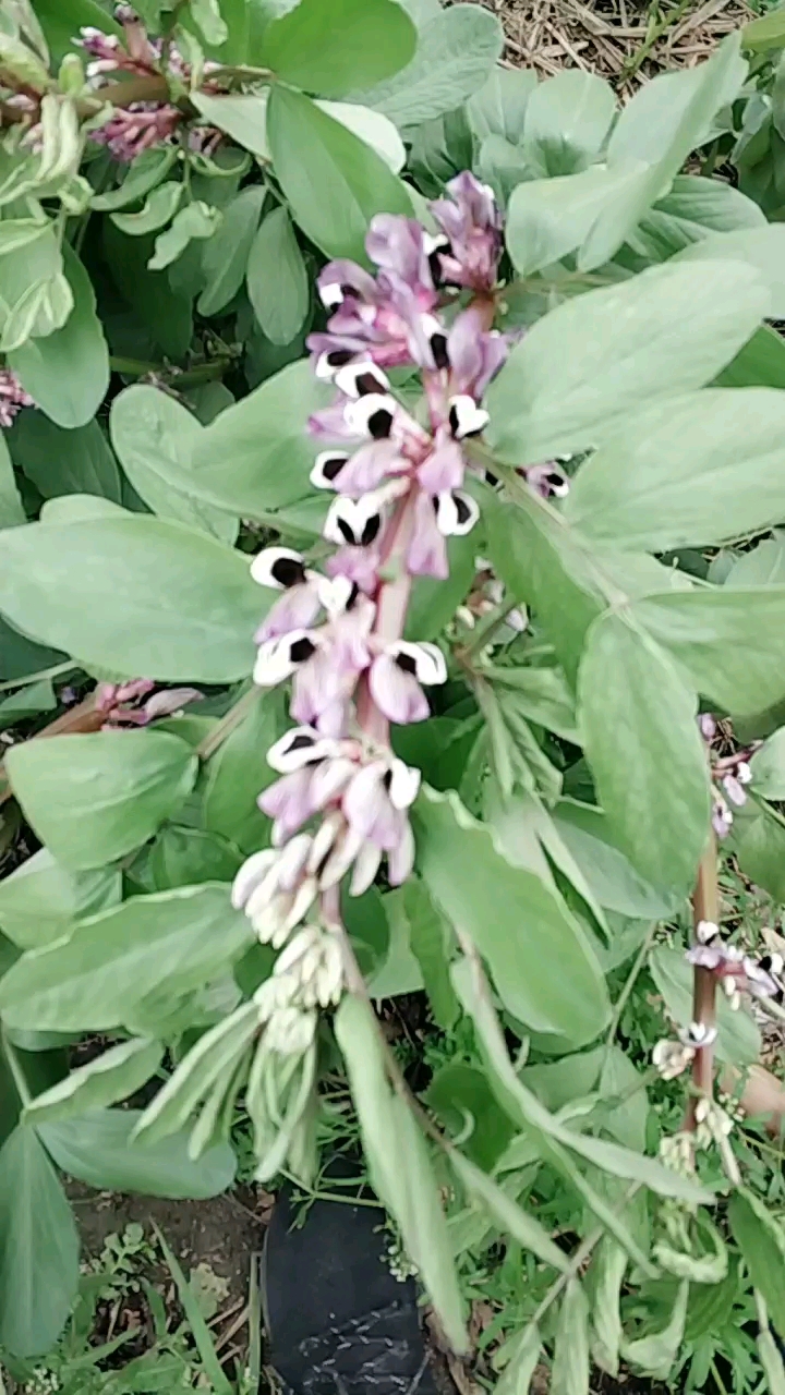 胡豆花