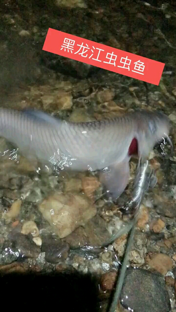 黑龙江虫虫鱼