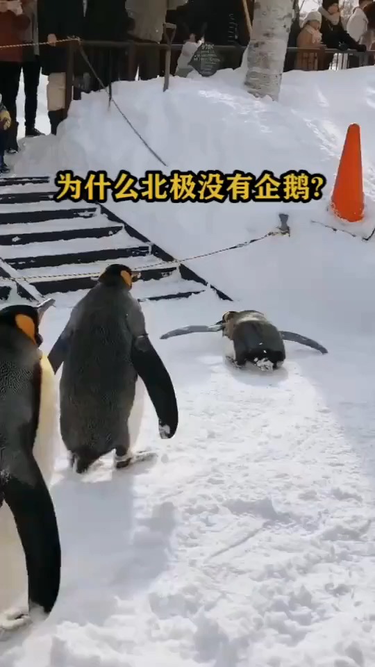 为什么北极没有企鹅?