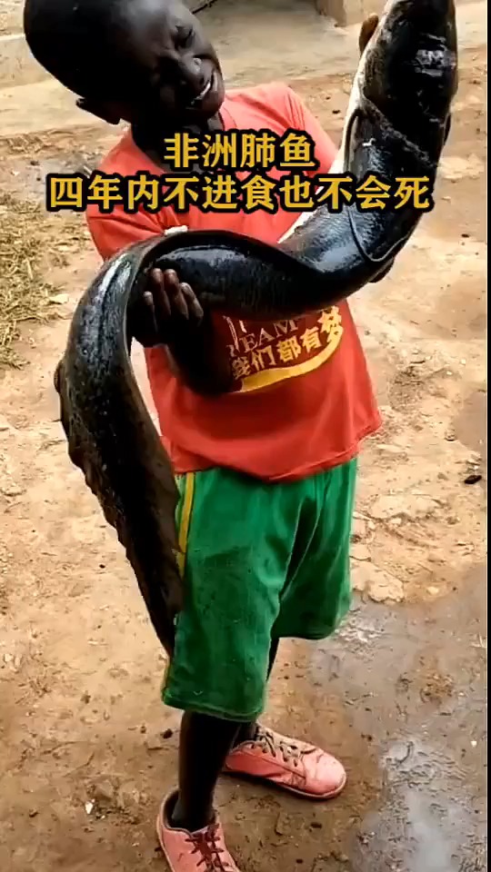 非洲肺鱼,四年不进食也不会死
