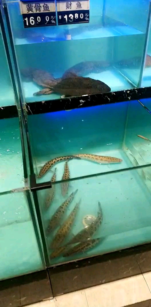 黄骨鱼财鱼