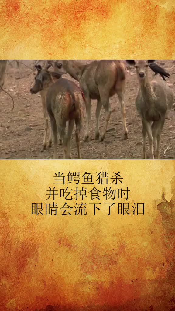 鳄鱼流眼泪的真相竟是如此奇闻大全