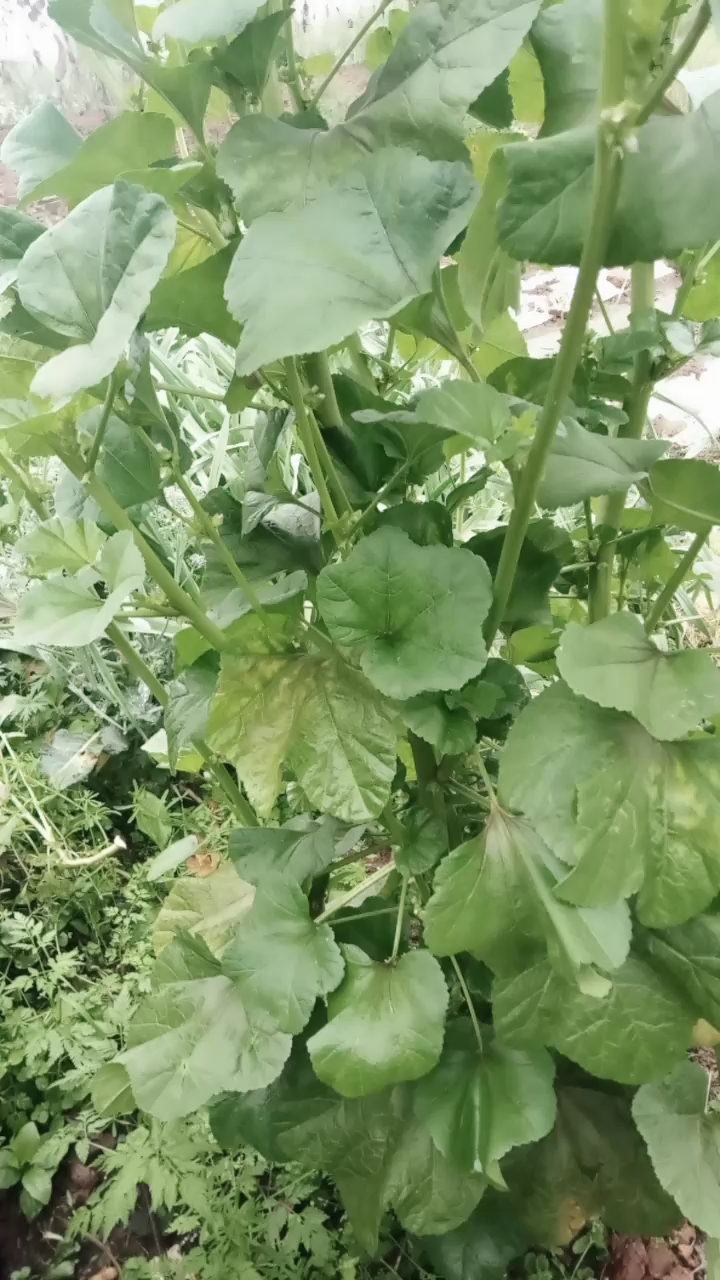 这菜冬天你也吃过,2米4高的你没见过吧?我们这里叫“冬苋菜”你们那里叫什么呢?