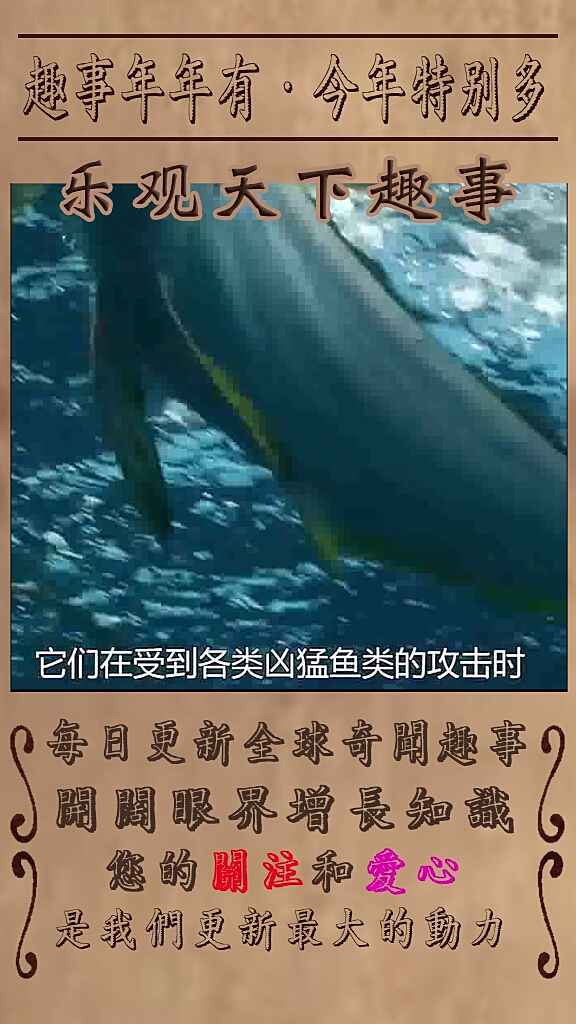 超厉害的鱼捕猎瞬间之飞鱼