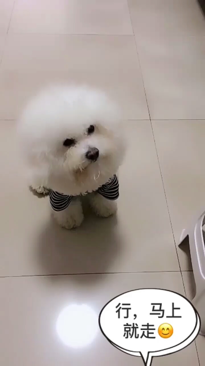 #我家萌宠成精了#皮皮虾我们走