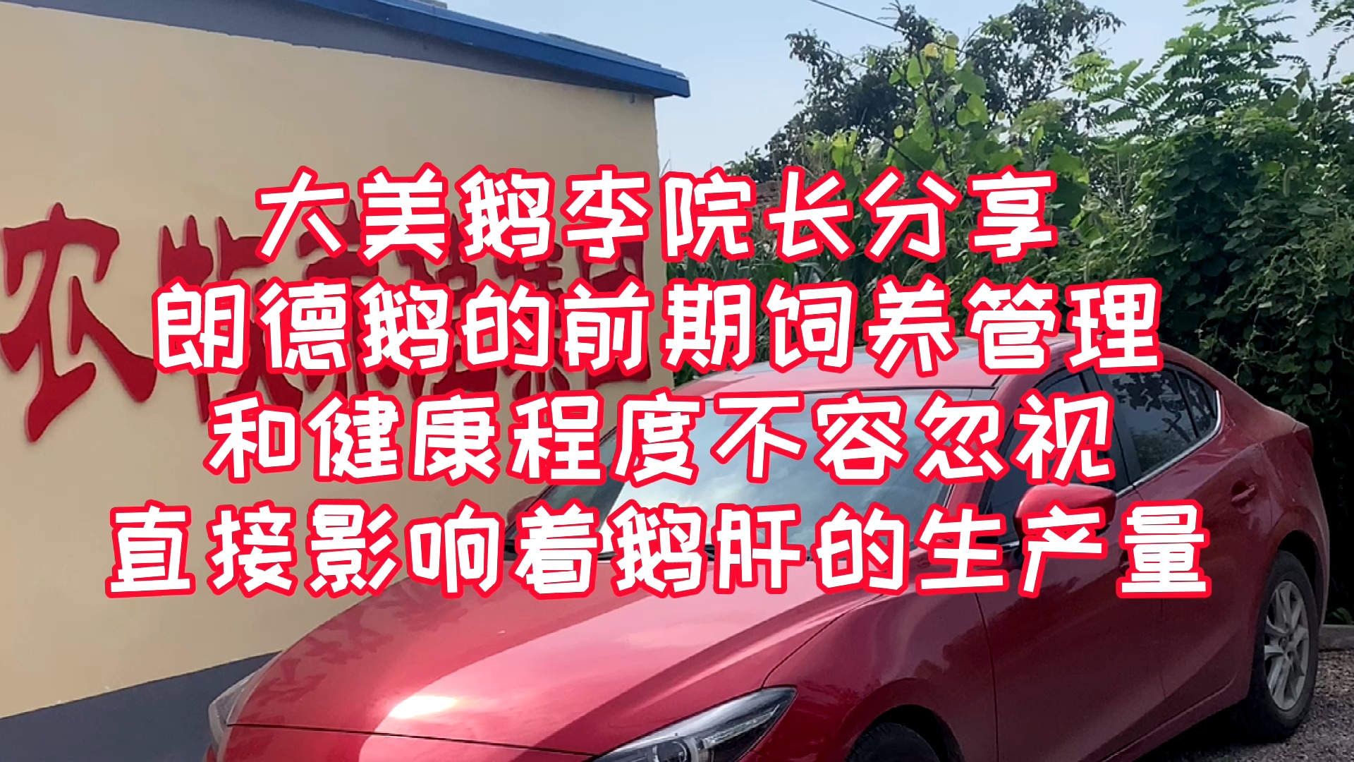 #养鹅技术#大美鹅分享朗德鹅的饲养管理和健康不容忽视,直接影响着鹅肝产量