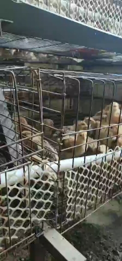 脱温中的笨鸡苗,柴鸡苗,土鸡苗