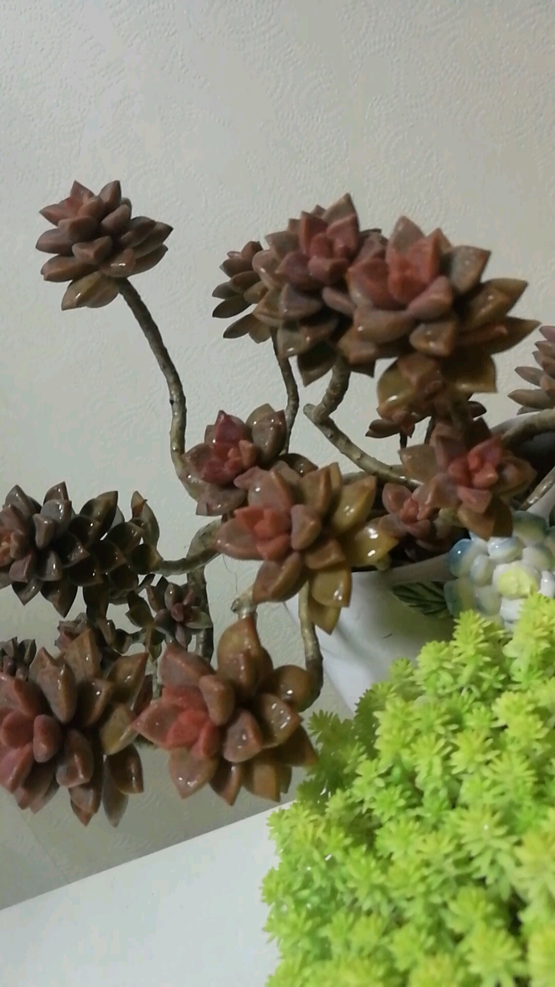 #有一种可爱叫多肉!#姬胧月与黄金万年草的完美搭配!