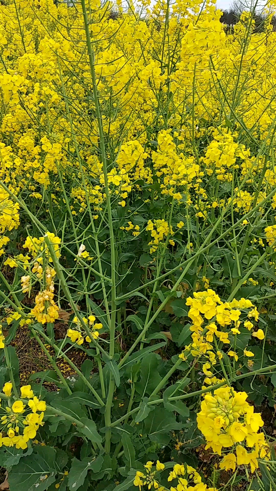 菜子花花飞黄
